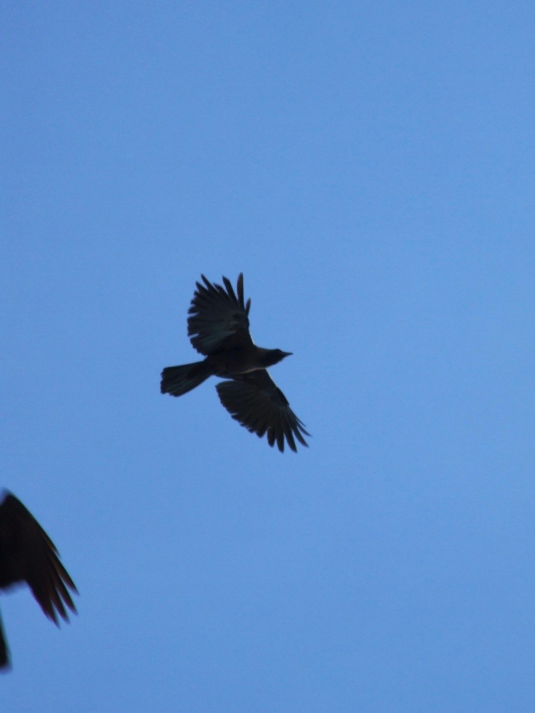 House Crow - ML644108437