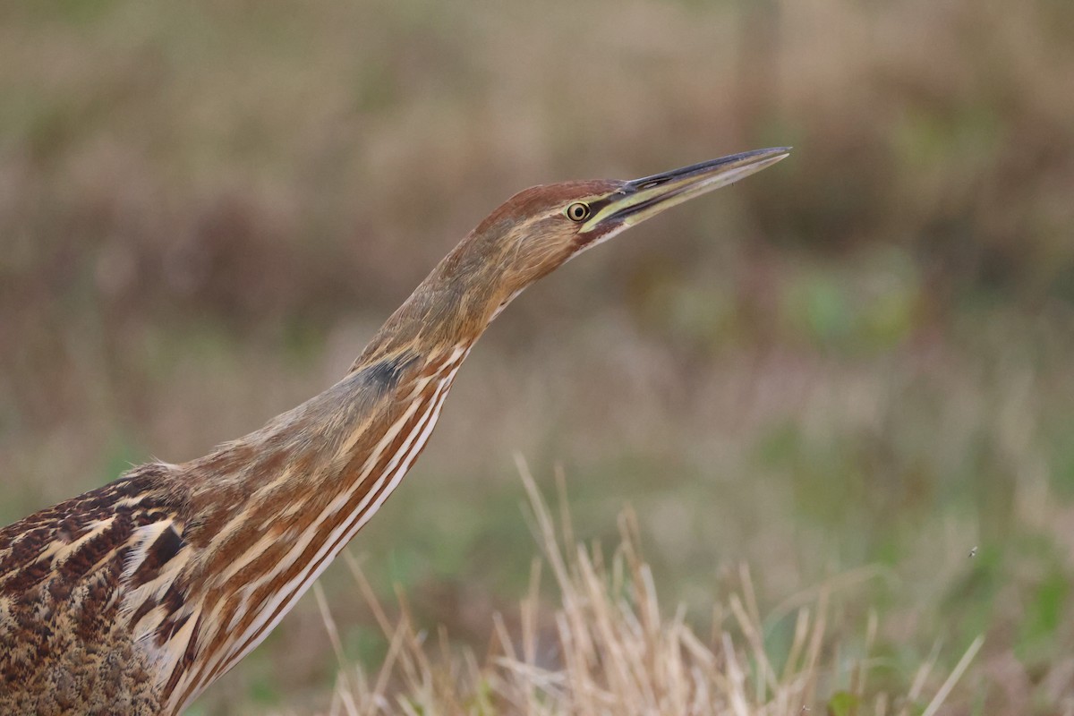 American Bittern - ML644108439