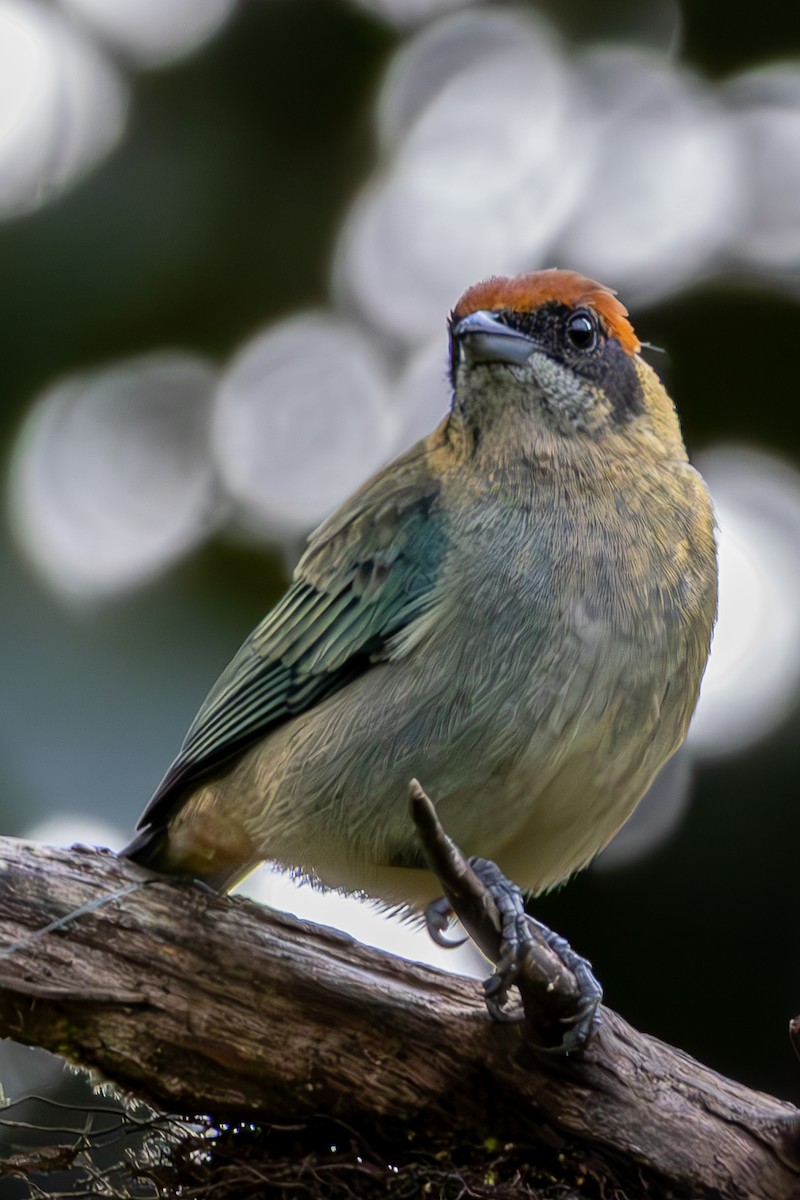 Scrub Tanager - ML644108444