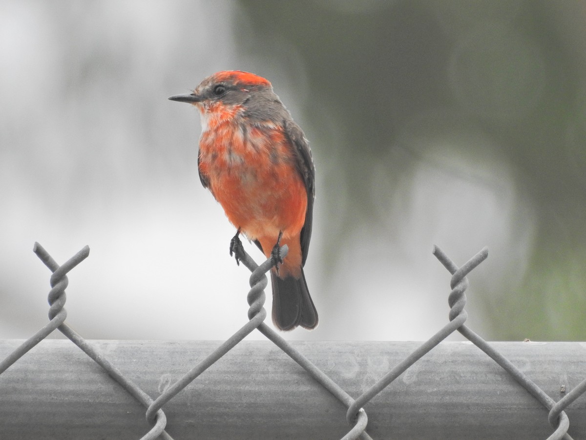 Vermilion Flycatcher - ML644108446
