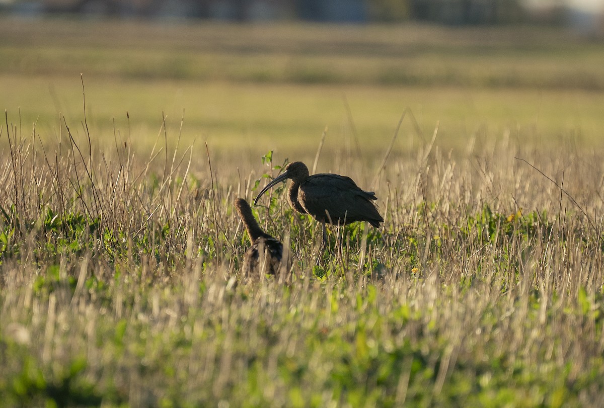 Glossy Ibis - ML644108454