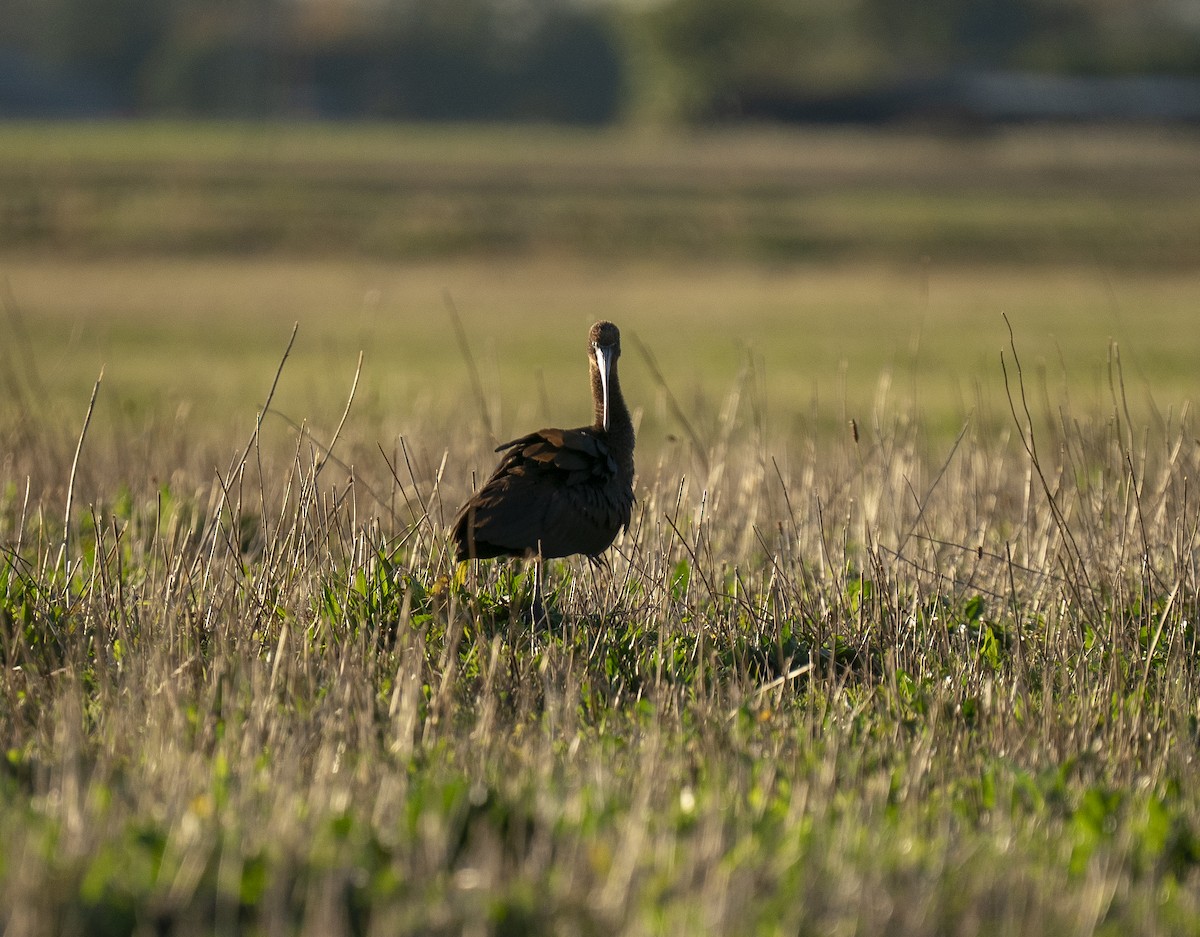 Glossy Ibis - ML644108455