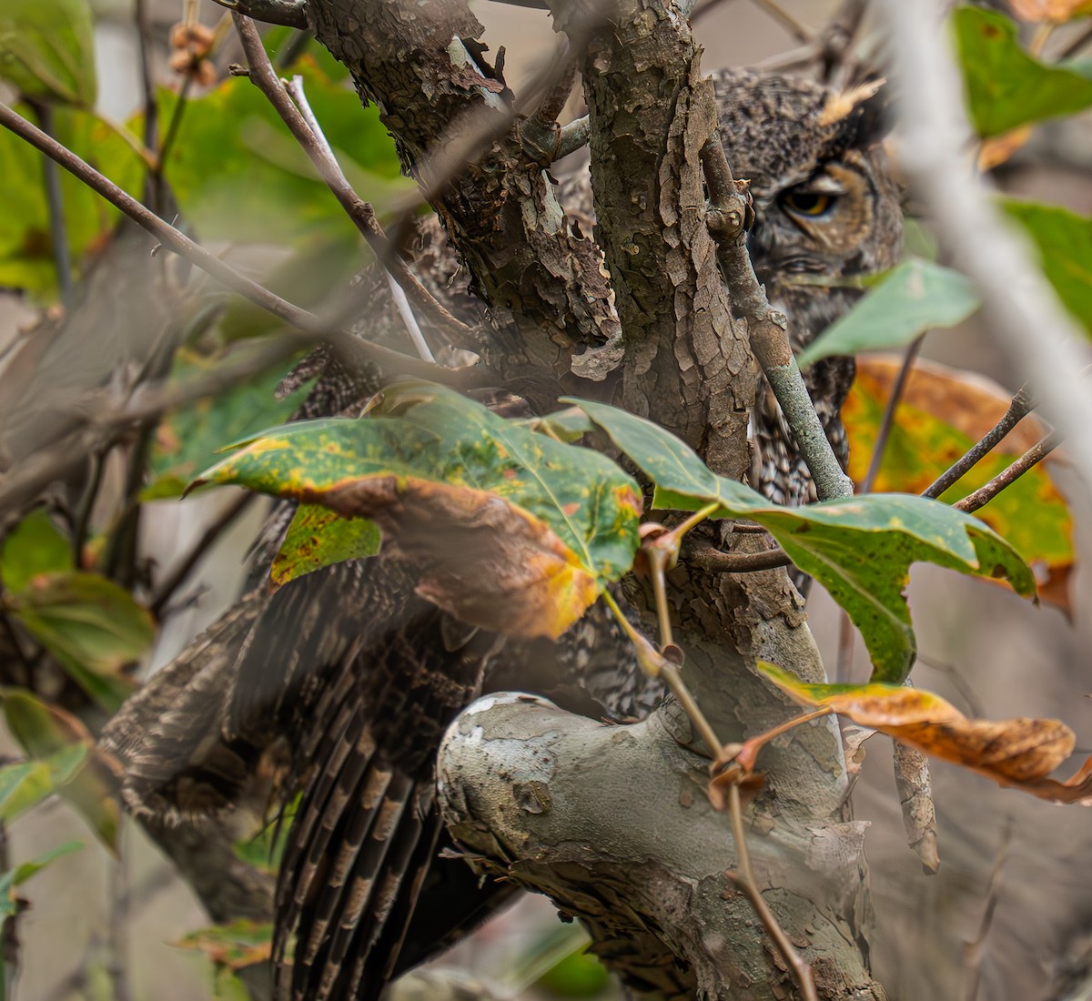 Great Horned Owl - ML644108478