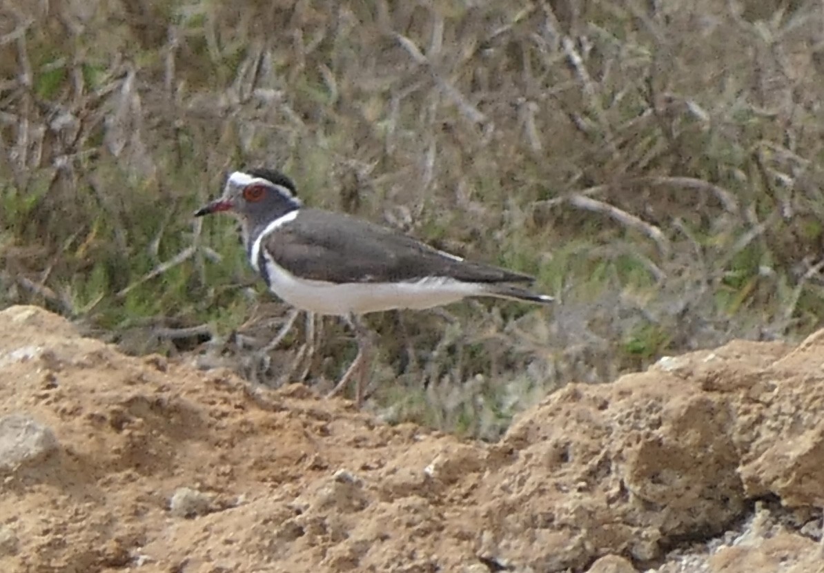 Three-banded Plover (Madagascar) - ML644108482