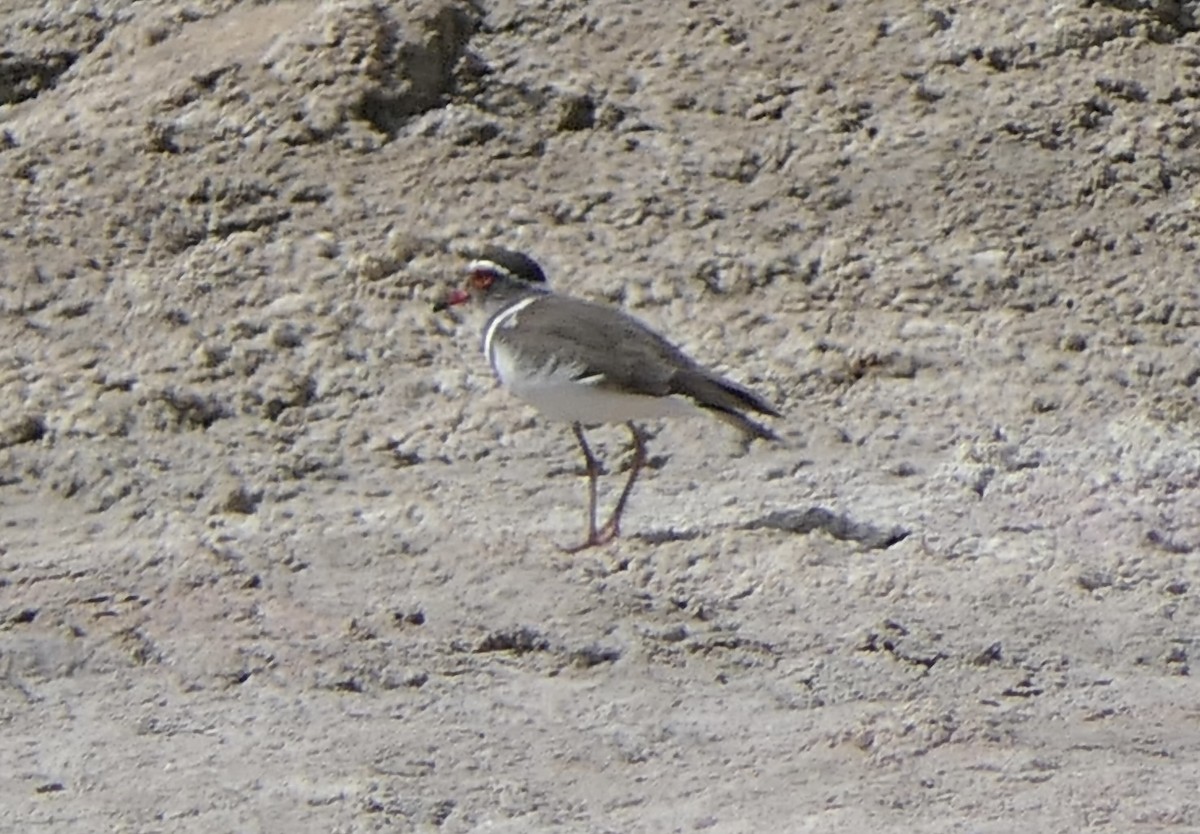 Three-banded Plover (Madagascar) - ML644108483