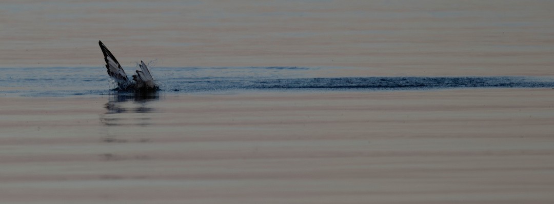 Bonaparte's Gull - ML644108493