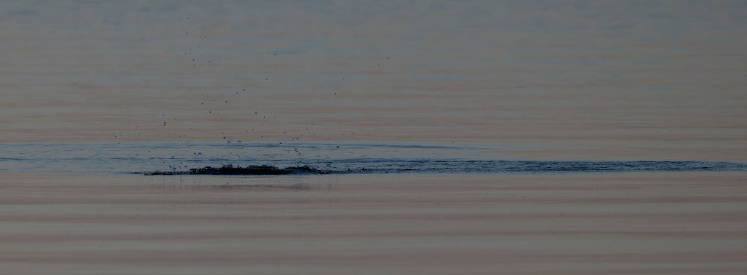 Bonaparte's Gull - ML644108494