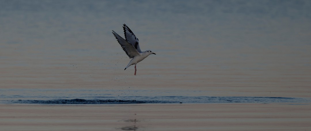 Bonaparte's Gull - ML644108495