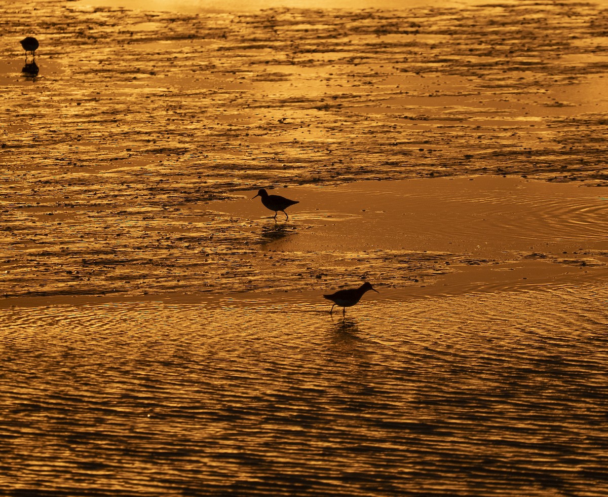 Common Redshank - ML644108505