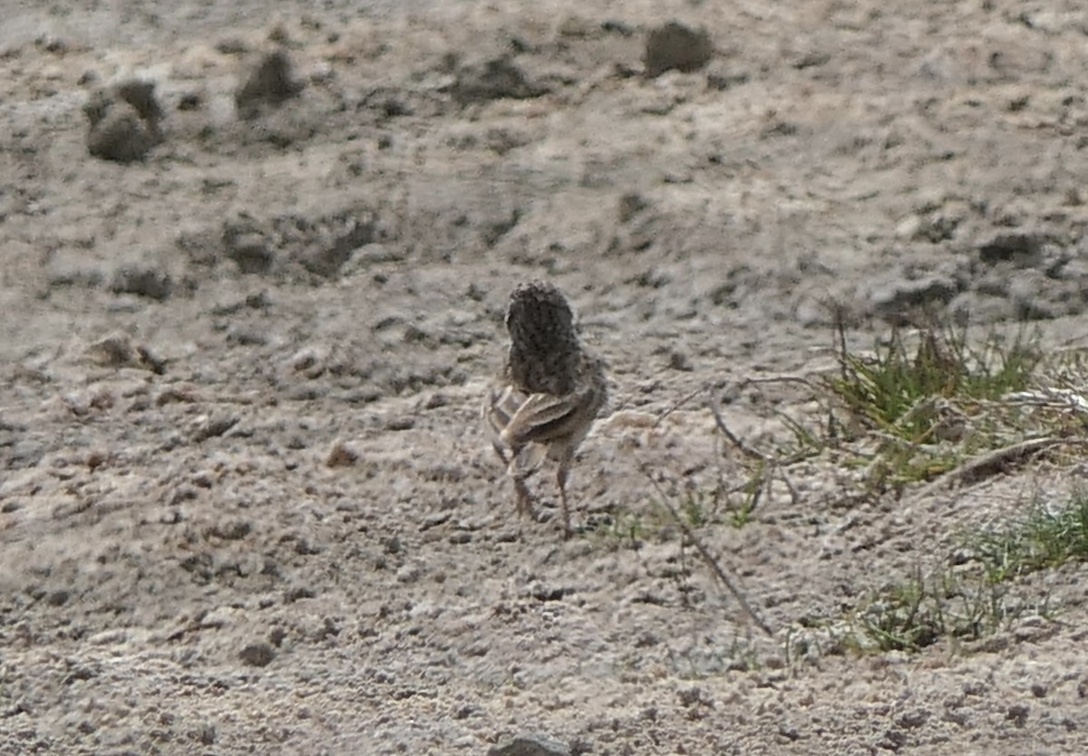 Madagaskarlerche - ML644108509