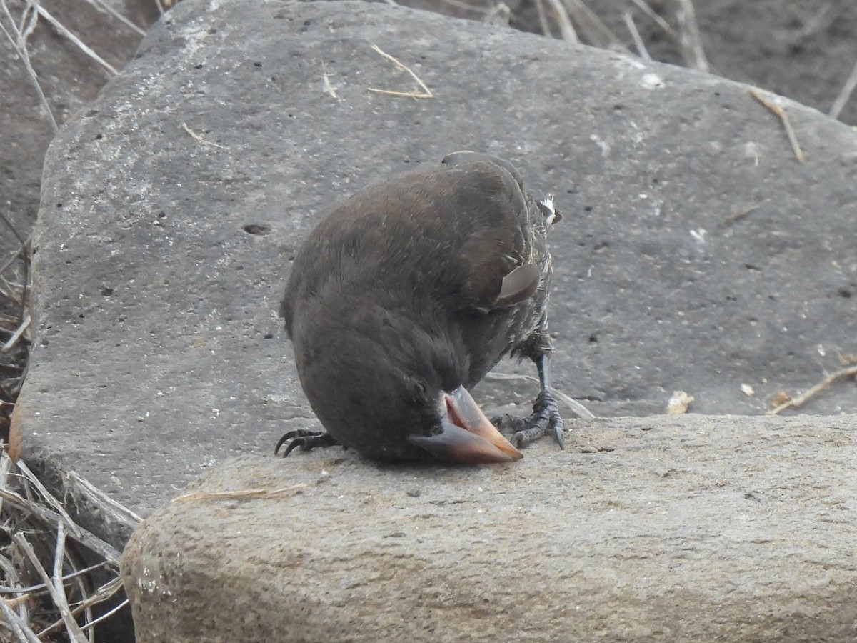Española Ground-Finch - ML644108511