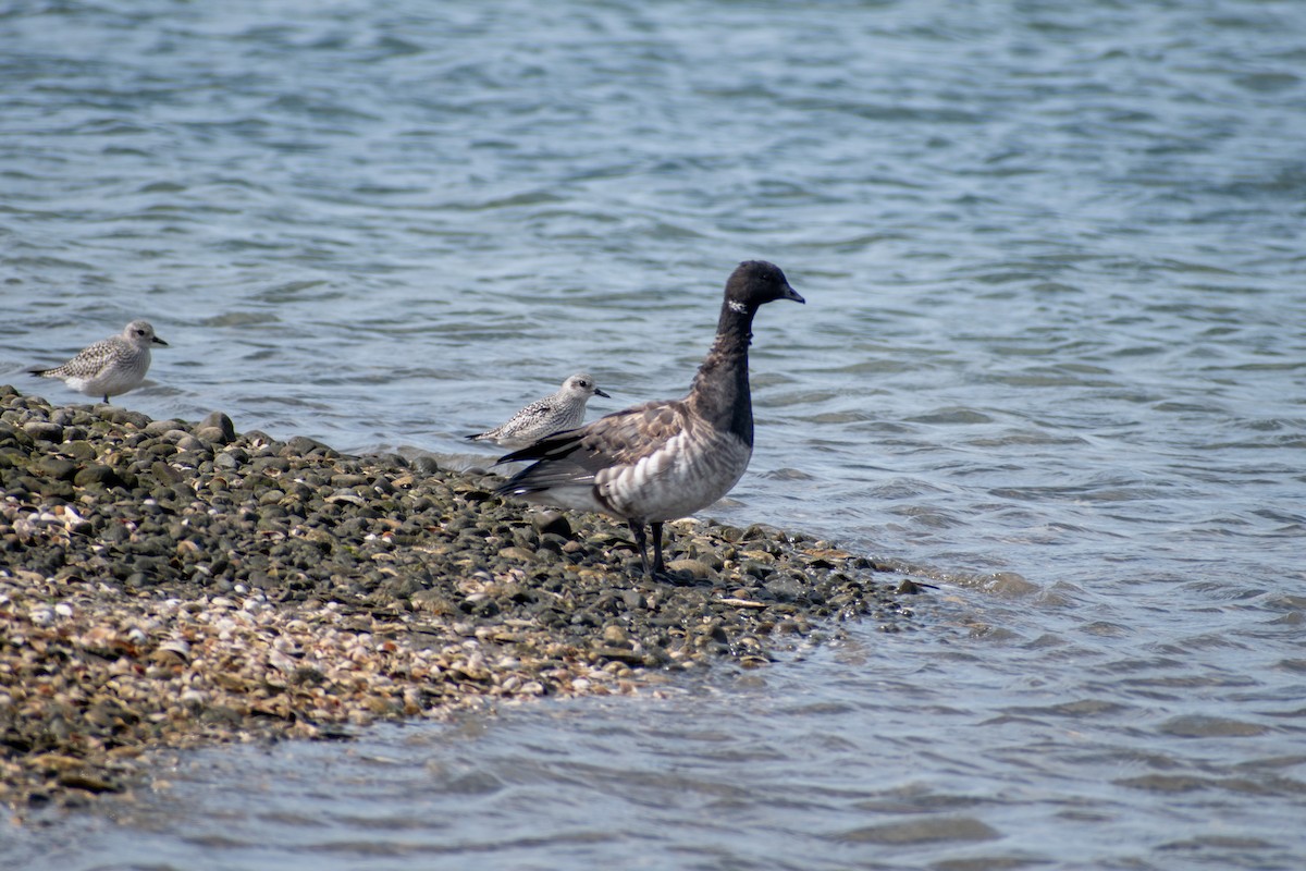 Branta musubeltza (hrota) - ML644108521