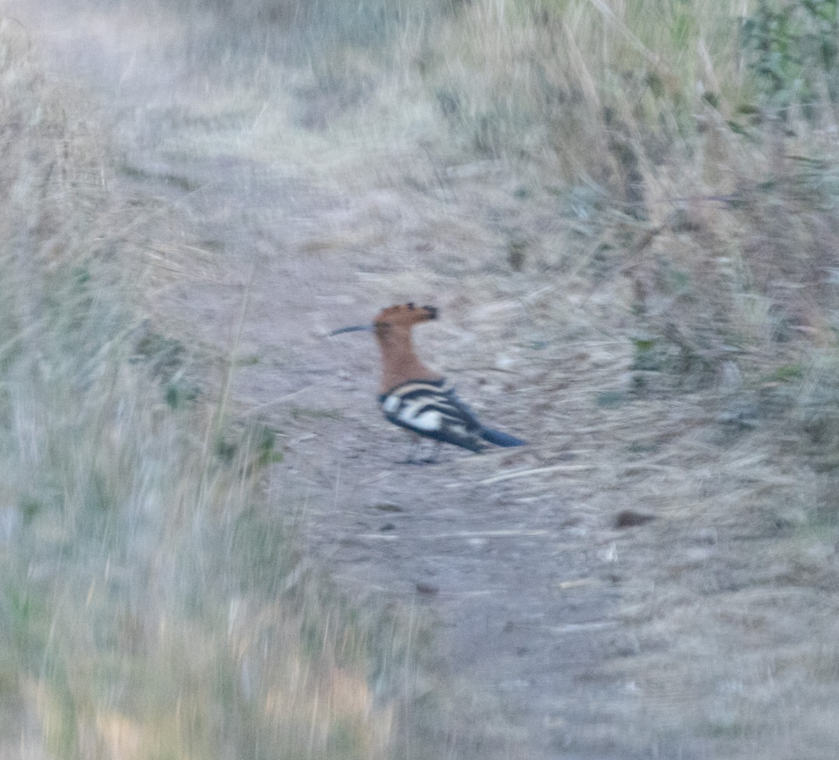 Eurasian Hoopoe (African) - ML644108526