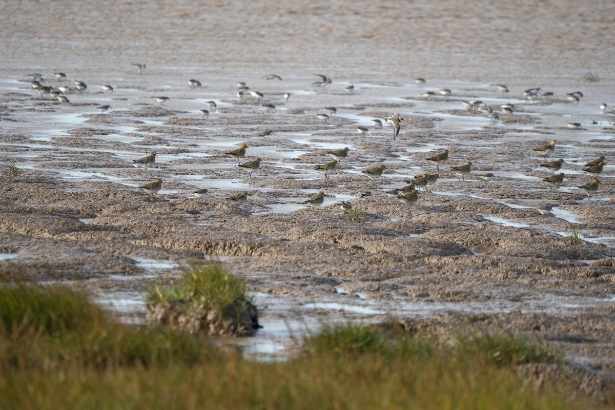 European Golden-Plover - ML644108555