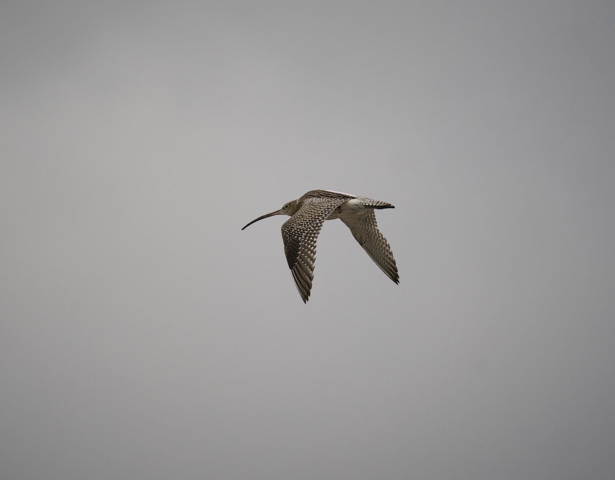 Eurasian Curlew - ML644108565