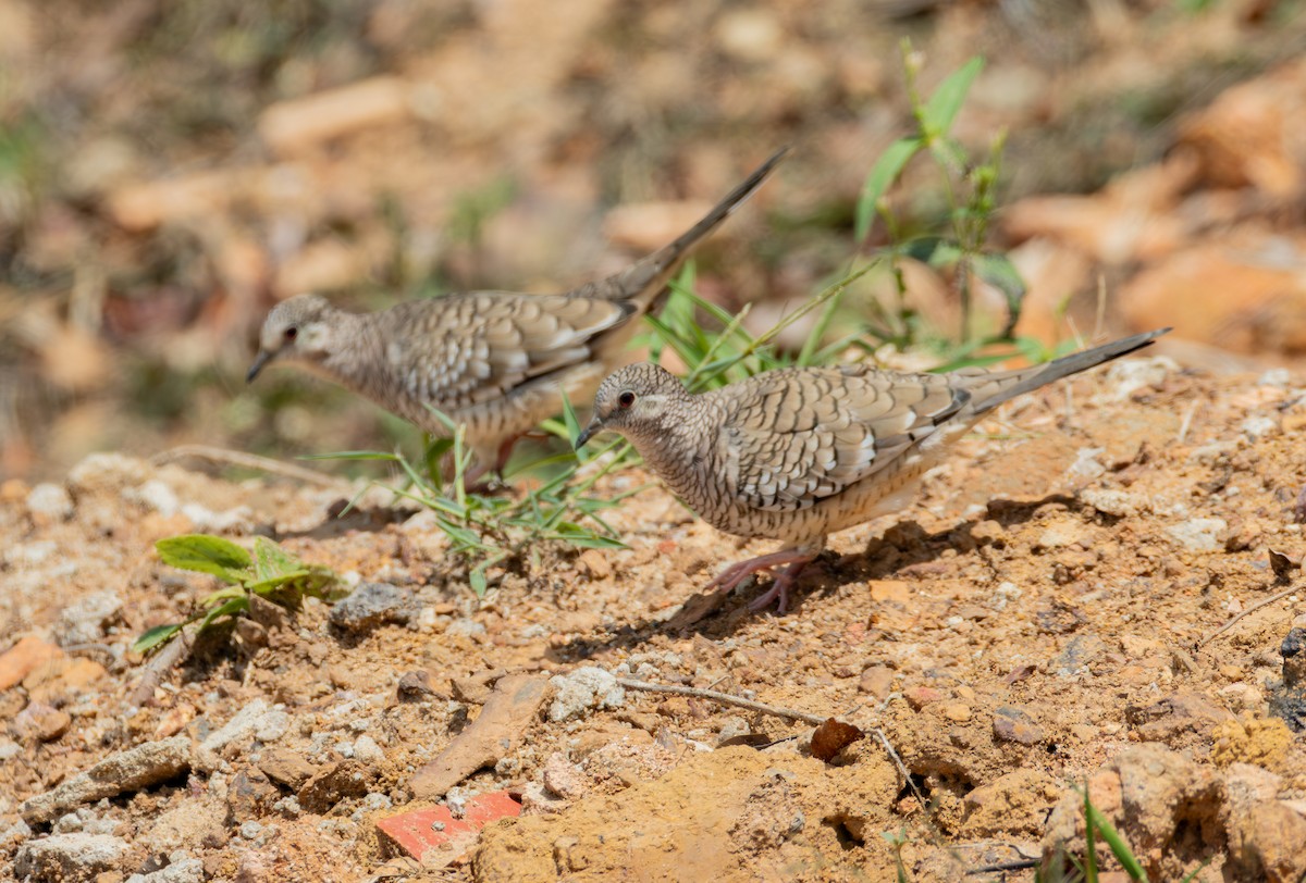 Scaled Dove - ML644108572