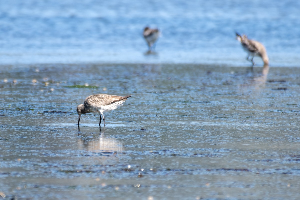 Bar-tailed Godwit - ML644108583
