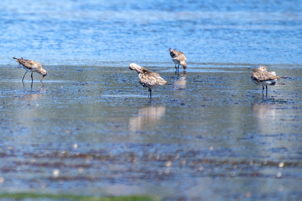Bar-tailed Godwit - ML644108585