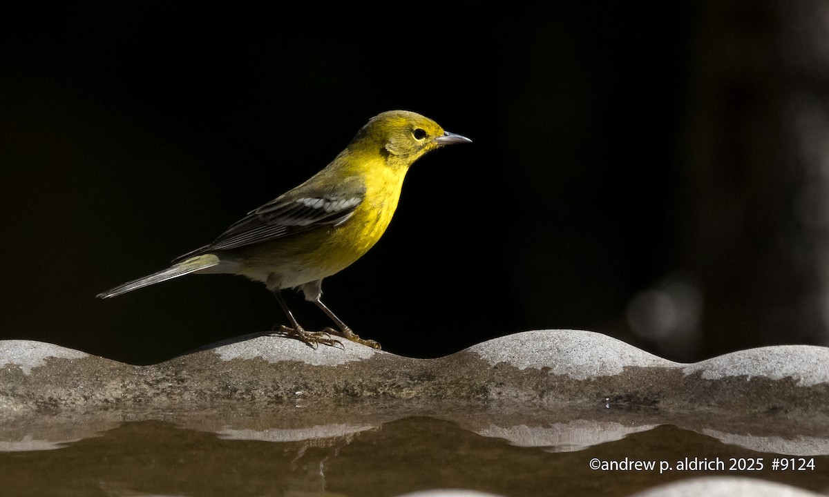 Pine Warbler - ML644108586