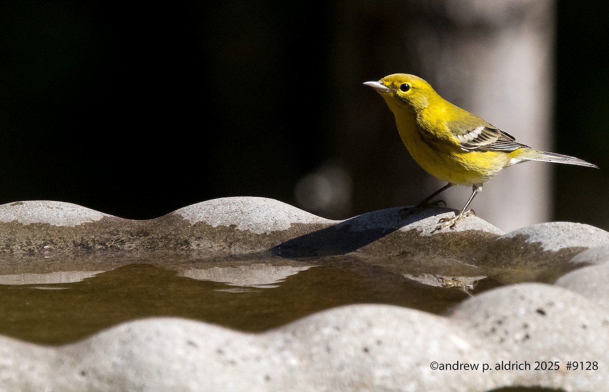 Pine Warbler - ML644108587