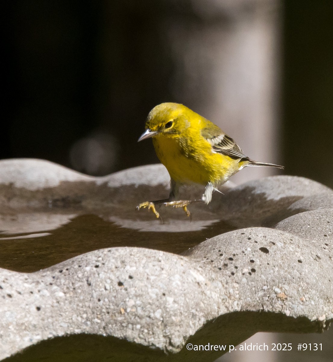 Pine Warbler - ML644108588