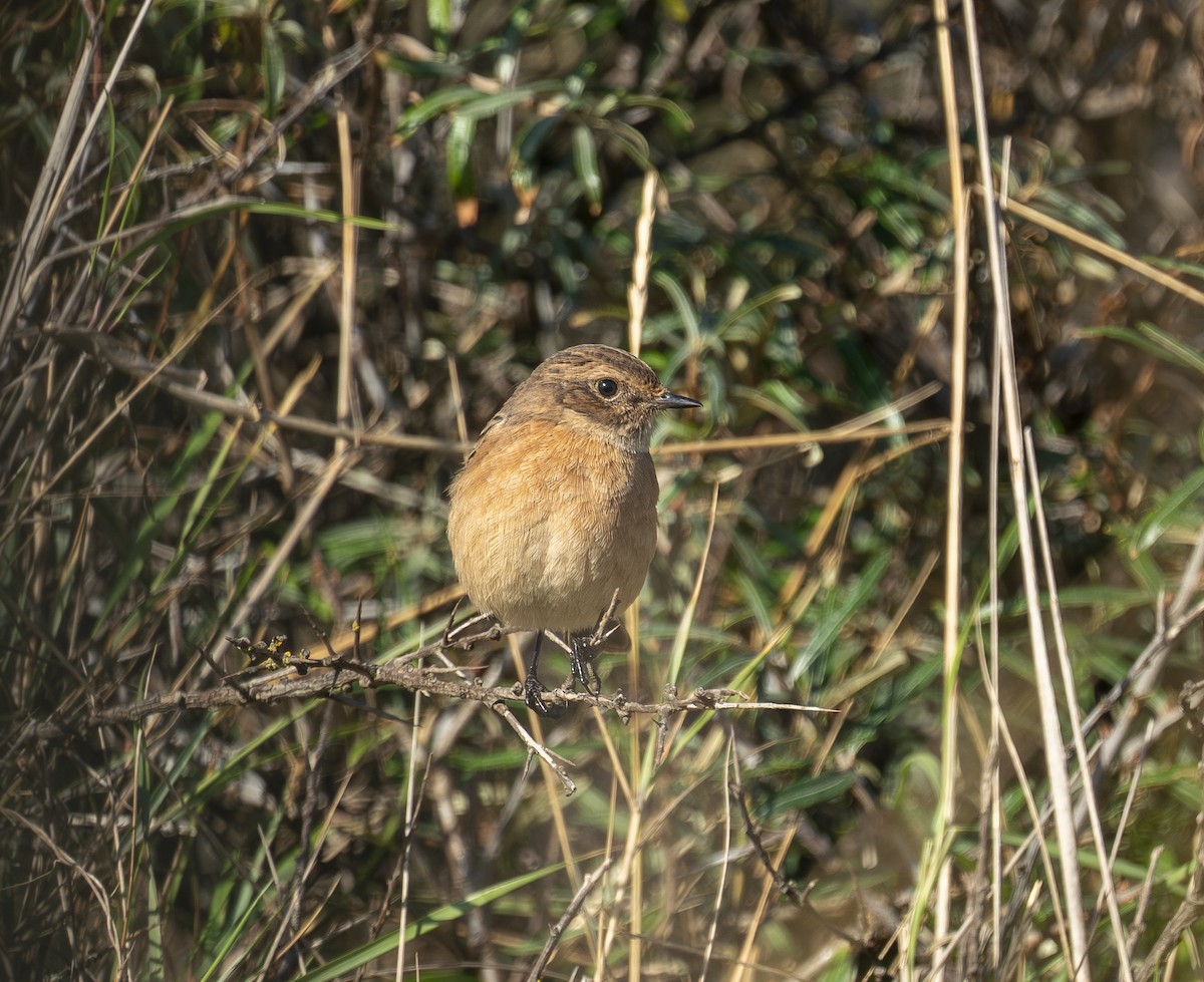 European Stonechat - ML644108589