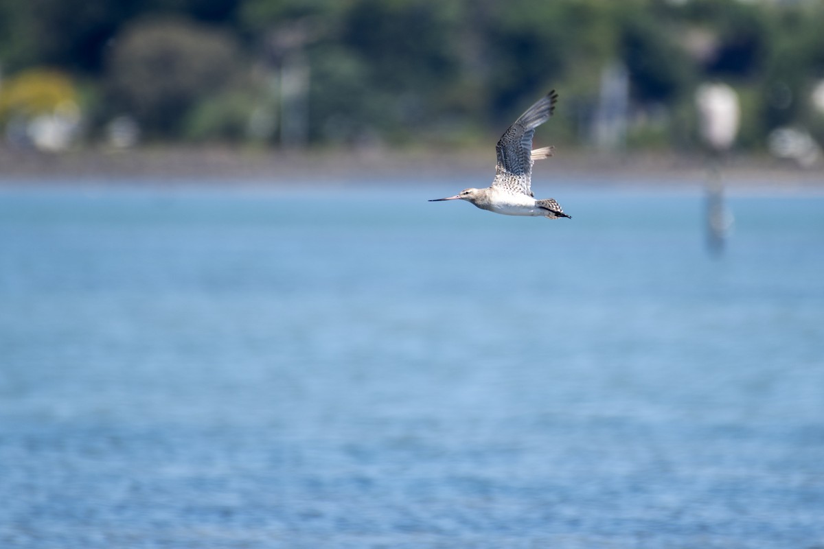 Bar-tailed Godwit - ML644108590