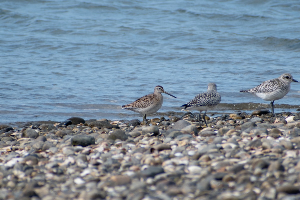 Short-billed Dowitcher (griseus) - ML644108593