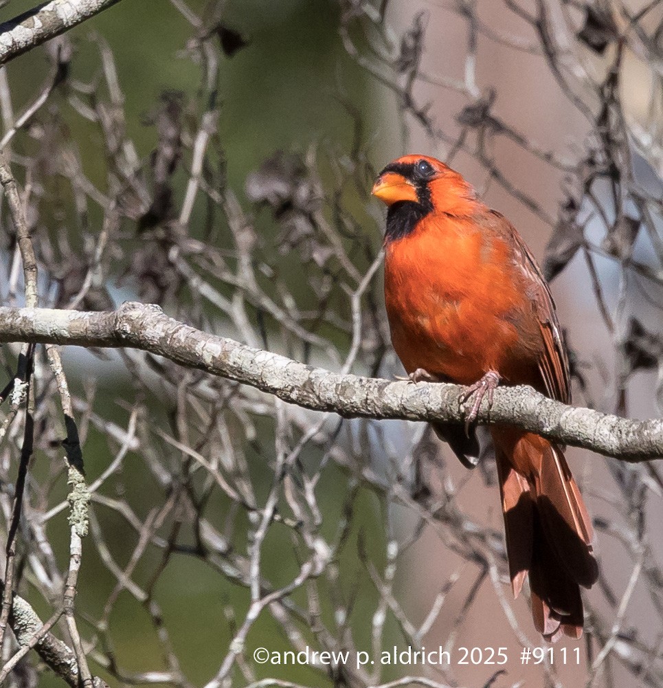 Northern Cardinal - ML644108596