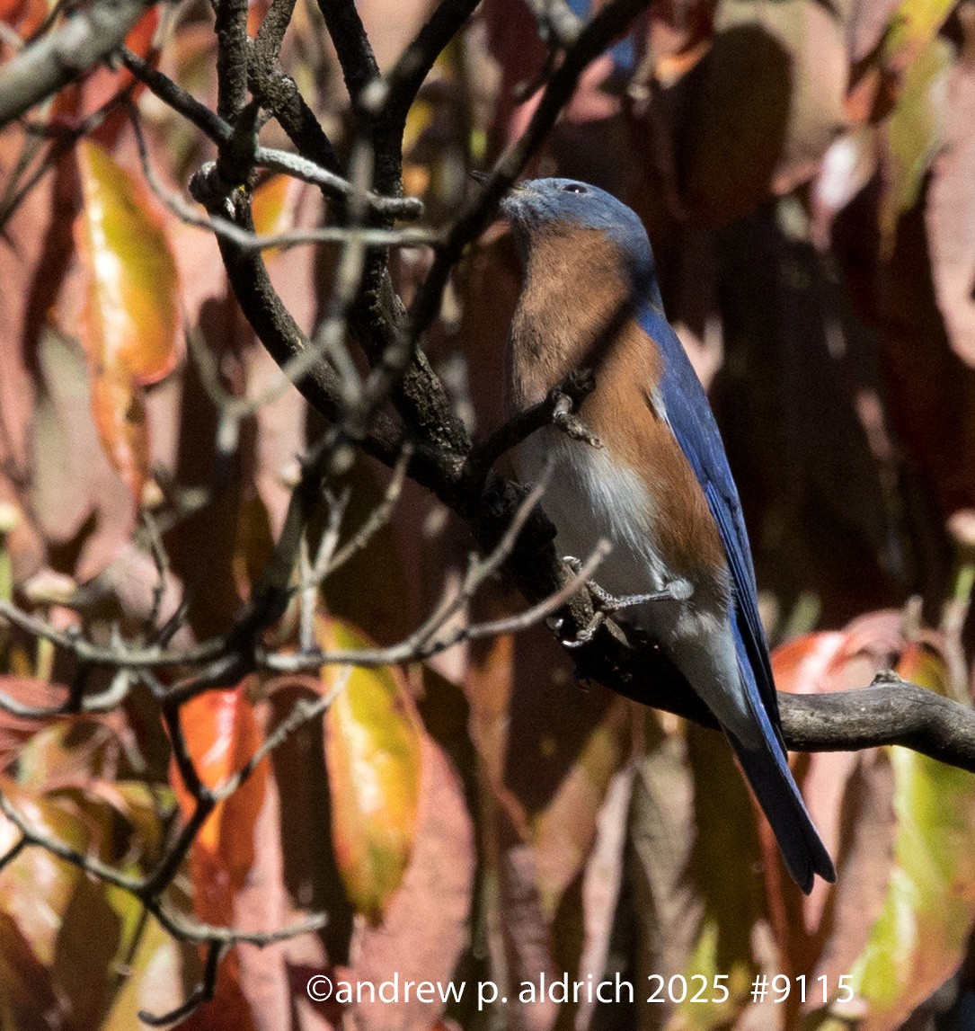 Eastern Bluebird - ML644108606