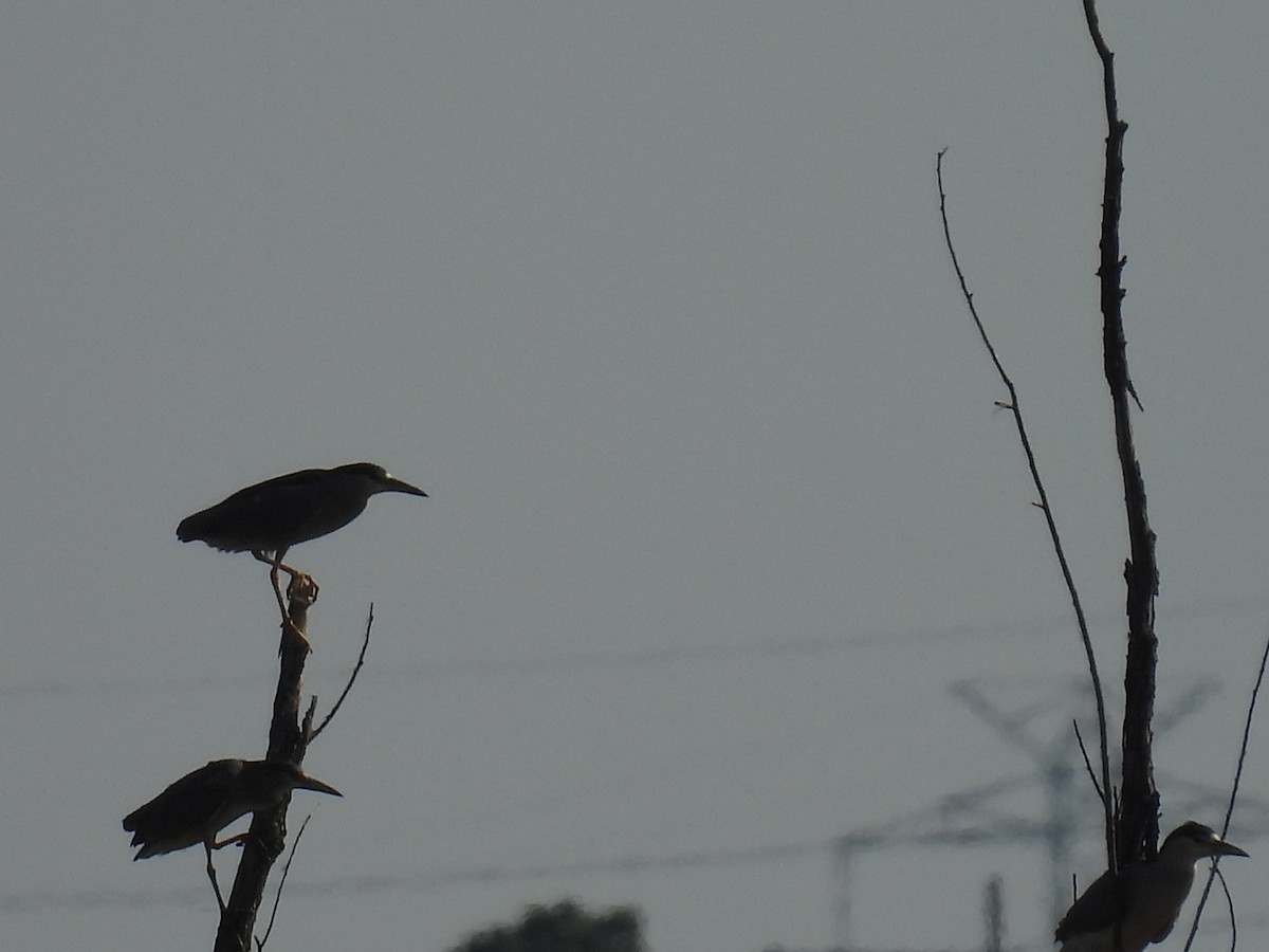 Black-crowned Night Heron - ML644108616