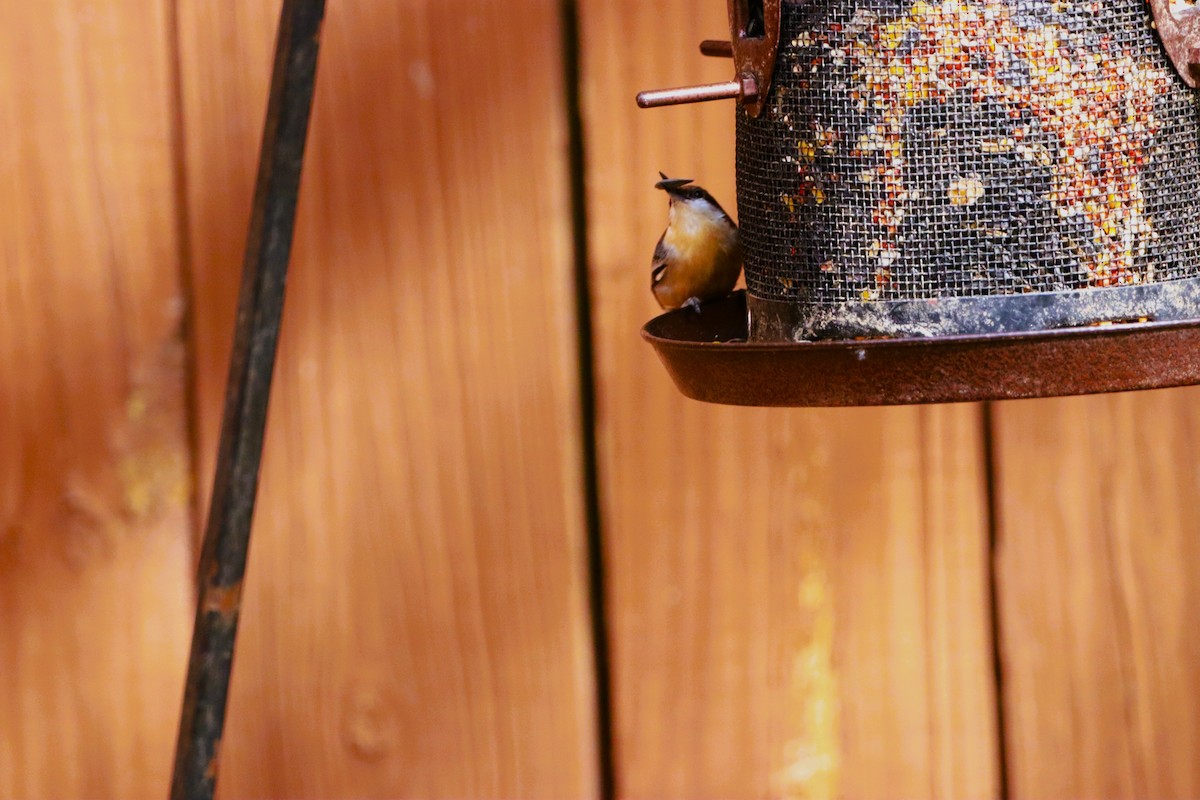 Brown-headed Nuthatch - ML644108626