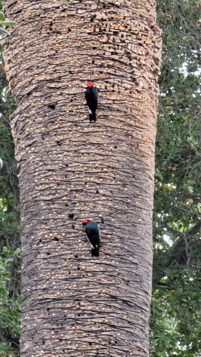 Acorn Woodpecker - ML644108643