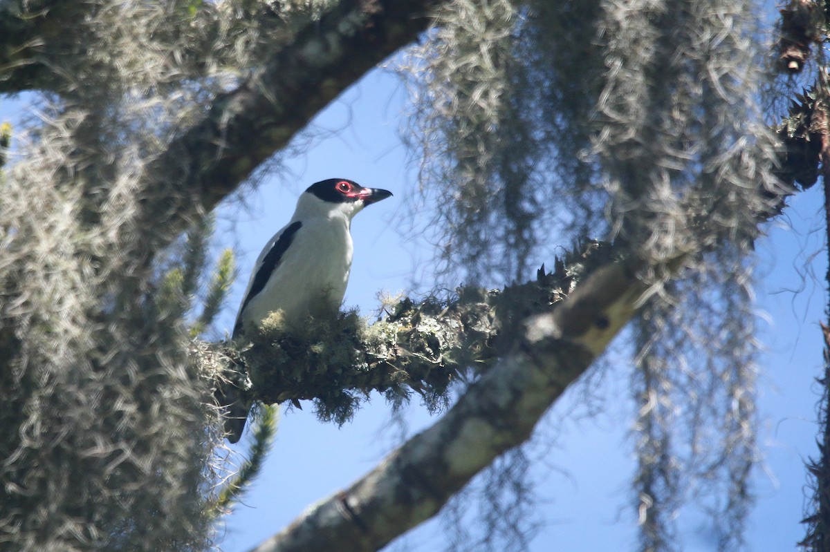 Black-tailed Tityra (Eastern) - ML644108657