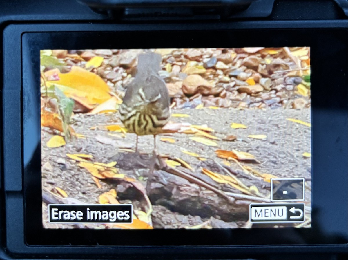 Northern Waterthrush - ML644108674