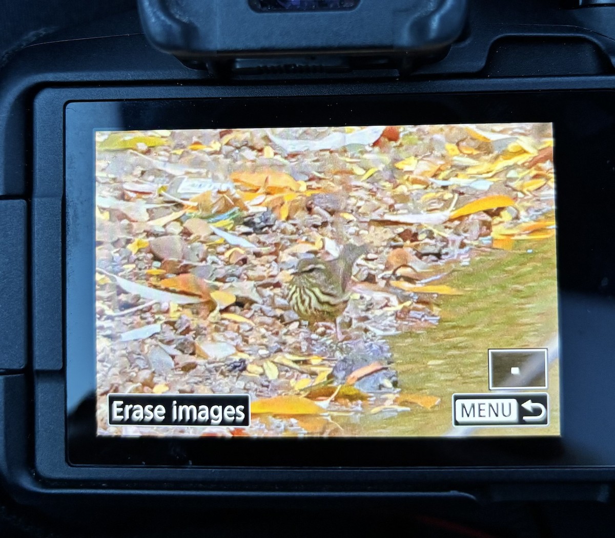 Northern Waterthrush - ML644108675