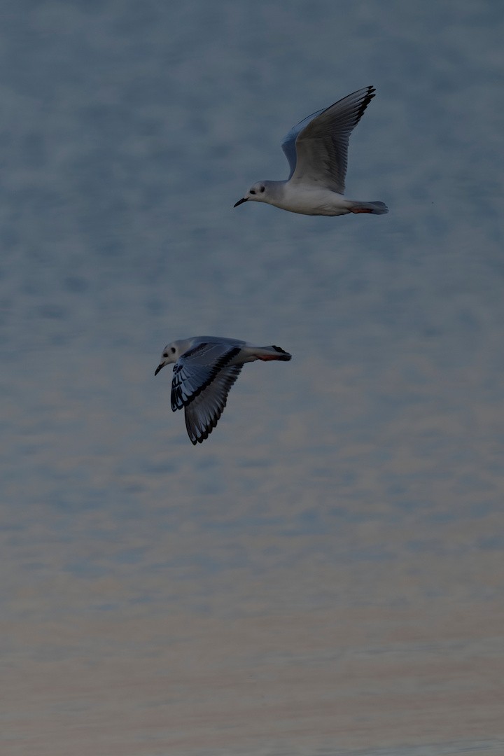 Bonaparte's Gull - ML644108683