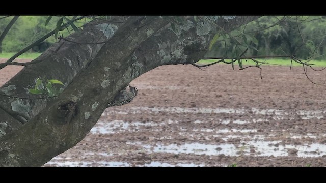 Checkered Woodpecker - ML644108703