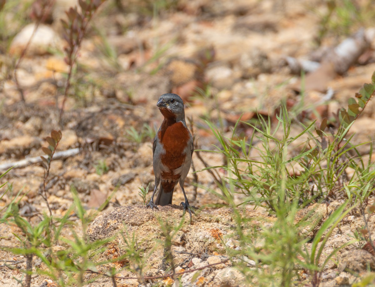 Chestnut-bellied Seedeater - ML644108711