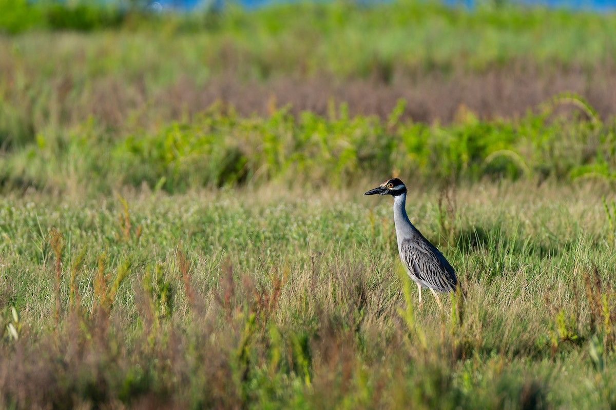 Yellow-crowned Night Heron - ML644108719