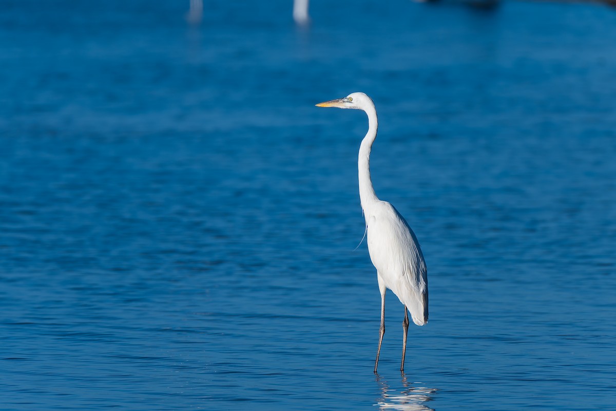 Great Blue Heron (Great White) - ML644108724