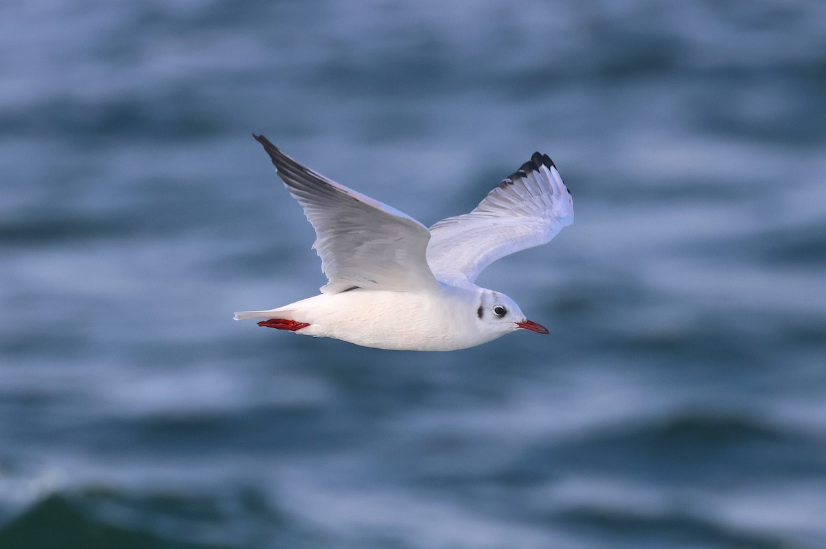 Black-headed Gull - ML644108743