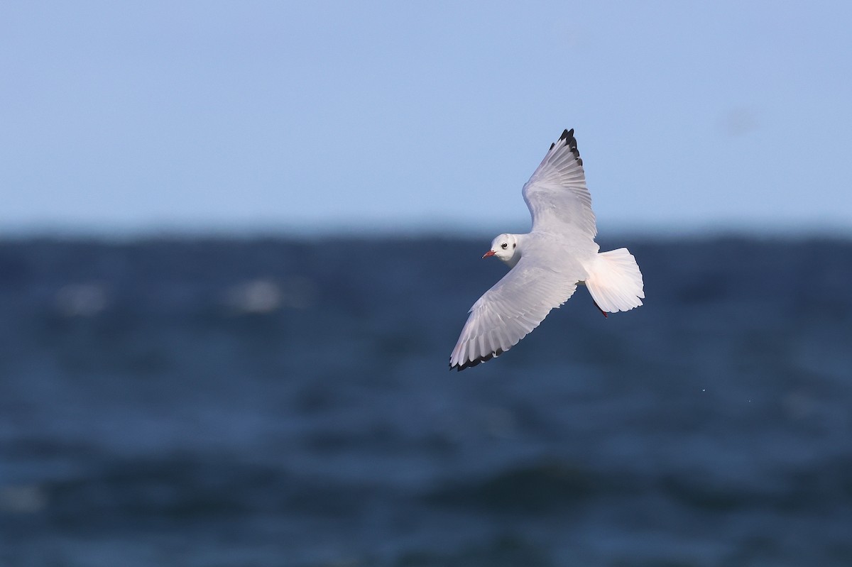 Black-headed Gull - ML644108744
