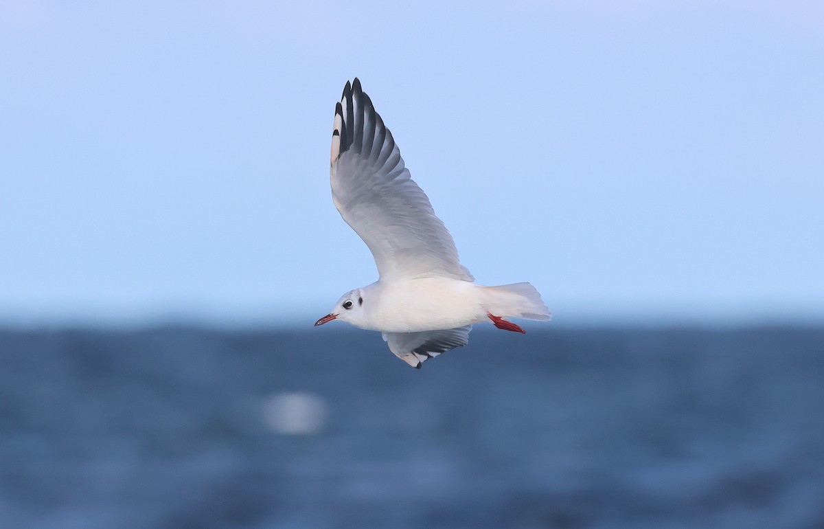 Black-headed Gull - ML644108745