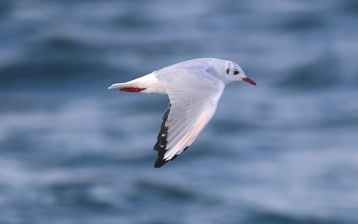 Black-headed Gull - ML644108746