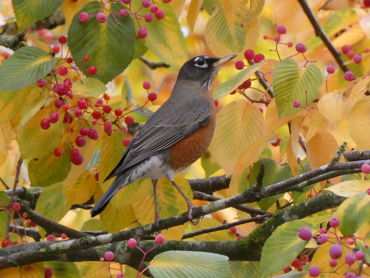 American Robin - ML644108803