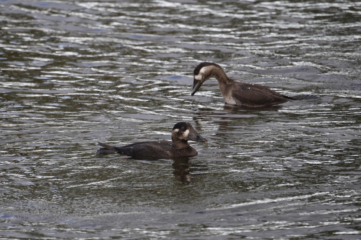 Surf Scoter - ML644108817