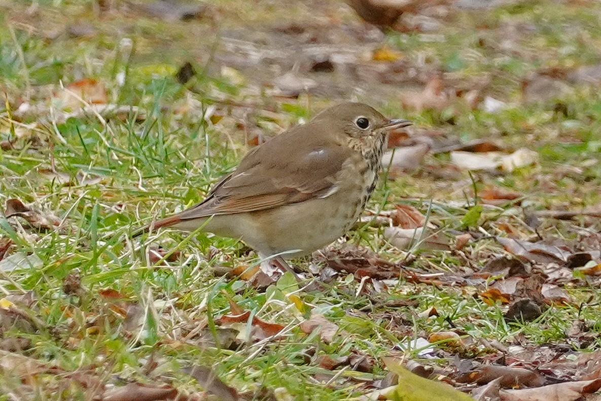 קיכלי חלוד-זנב - ML644108822