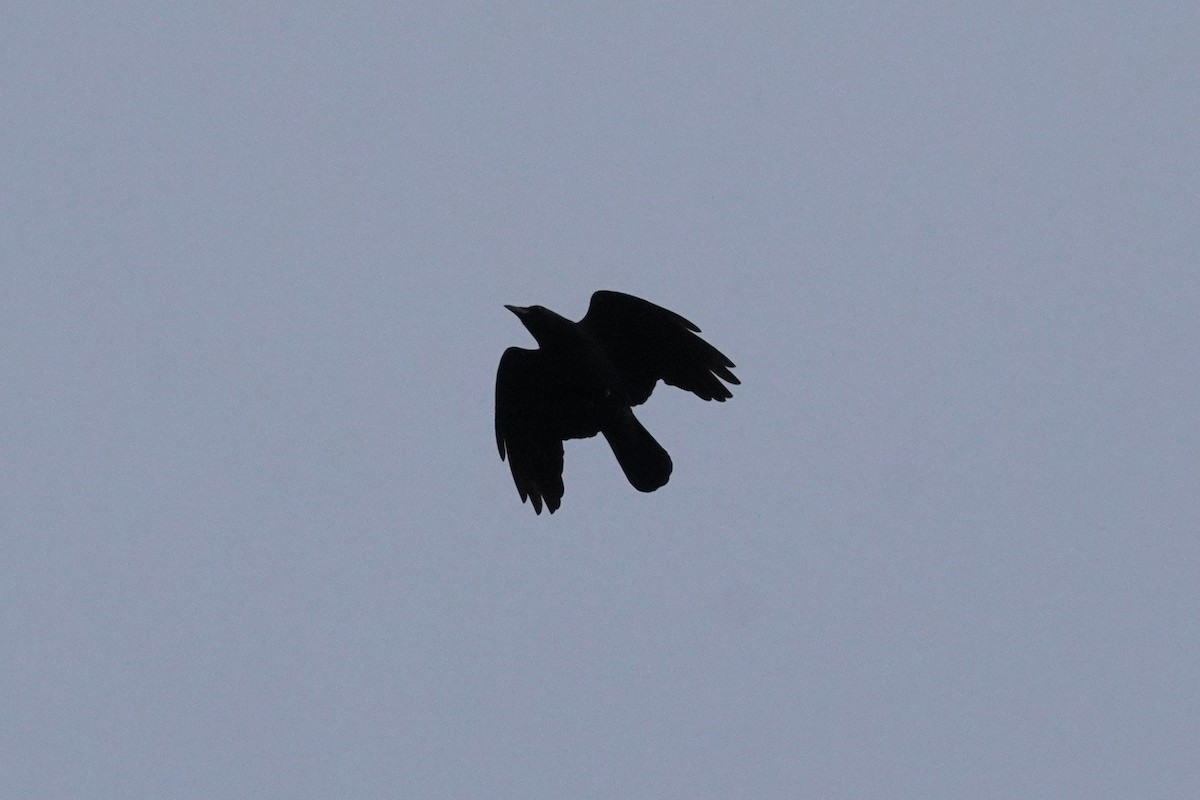 American Crow - ML644108844