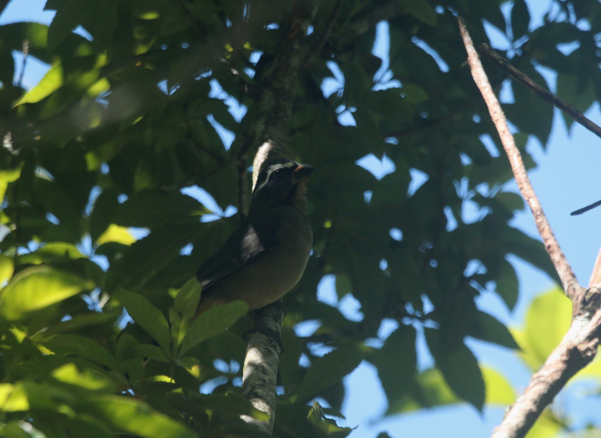 ハシブトイカル - ML644108862